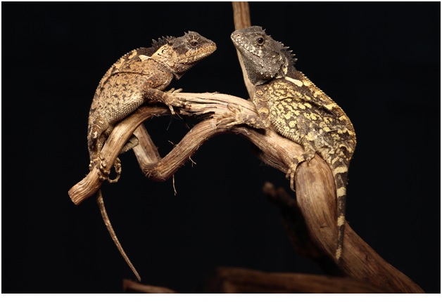 New Lizard Species ‘Acanthosaura syrax’ Discovered in Thailand